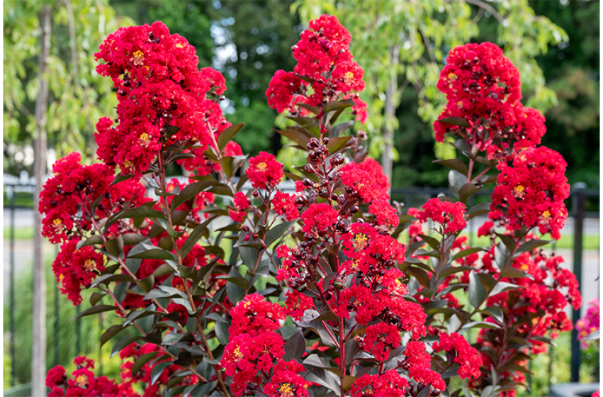 Crepe Myrtles, McDonald Garden Center 